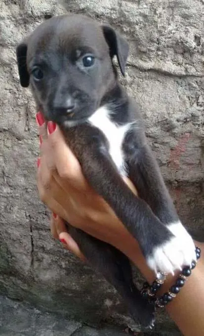 Cachorro ra a SRD (sem raça definida) idade Abaixo de 2 meses nome À escolher