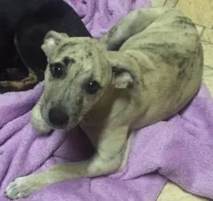 Cachorro raça SRD idade 2 a 6 meses nome Sem nome 