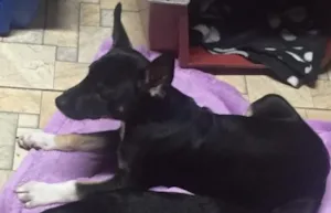 Cachorro raça SRD idade  nome Sem nome 