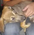 Pipoca