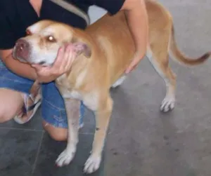 Cachorro raça Pittbull idade 6 ou mais anos nome BONITÃO