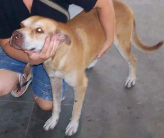 Cachorro ra a Pittbull idade 6 ou mais anos nome BONITÃO