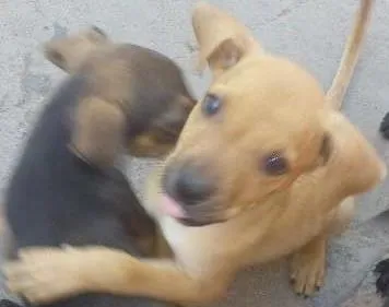 Cachorro raça sem raça definida  idade 2 a 6 meses nome ainda não tem nome