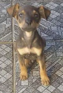 Cachorro raça sem raça definida  idade 2 a 6 meses nome ainda não tem nome