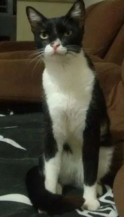 Gato ra a  idade 1 ano nome Sebastian