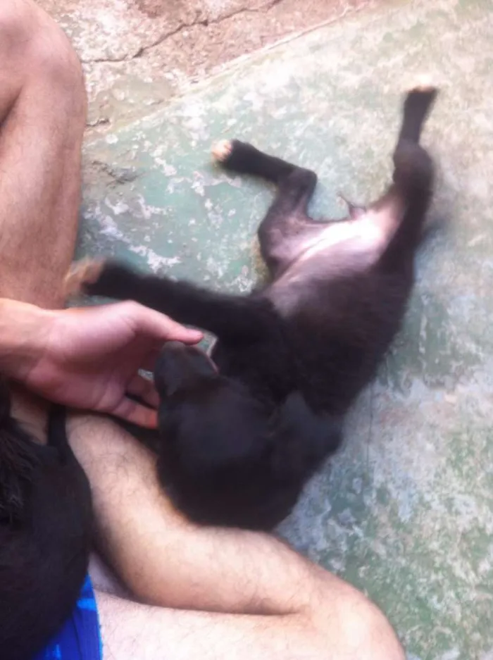Cachorro ra a Vira-Lata idade 2 a 6 meses nome Sem nome