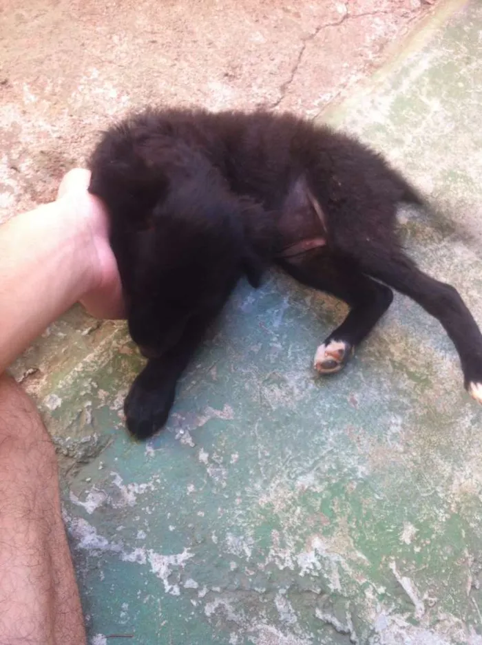 Cachorro ra a Vira-Lata idade 2 a 6 meses nome Sem nome