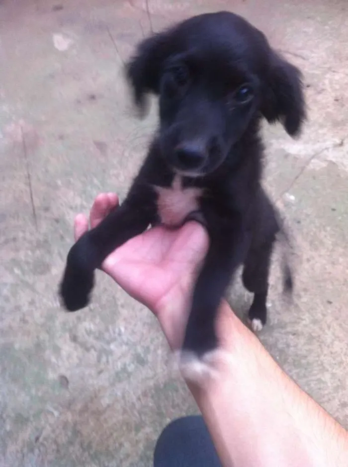 Cachorro ra a Vira-Lata idade 2 a 6 meses nome Sem nome