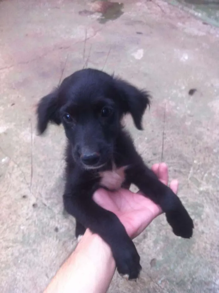 Cachorro ra a Vira-Lata idade 2 a 6 meses nome Sem nome
