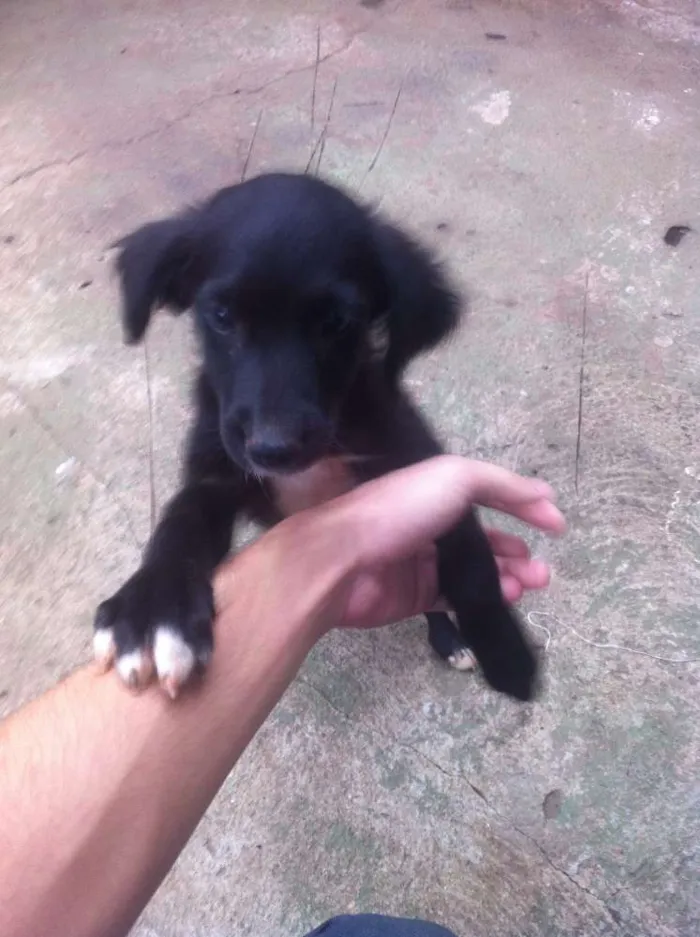 Cachorro ra a Vira-Lata idade 2 a 6 meses nome Sem nome
