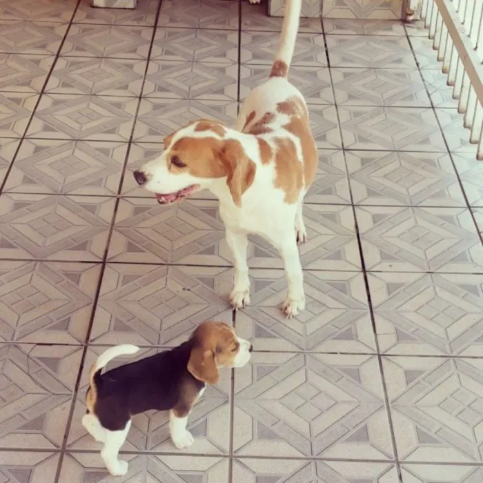 Cachorro ra a BEAGLE idade 6 ou mais anos nome LUTERO