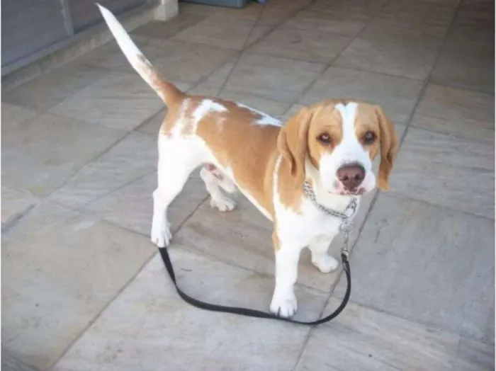 Cachorro ra a BEAGLE idade 6 ou mais anos nome LUTERO