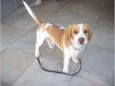 LUTERO