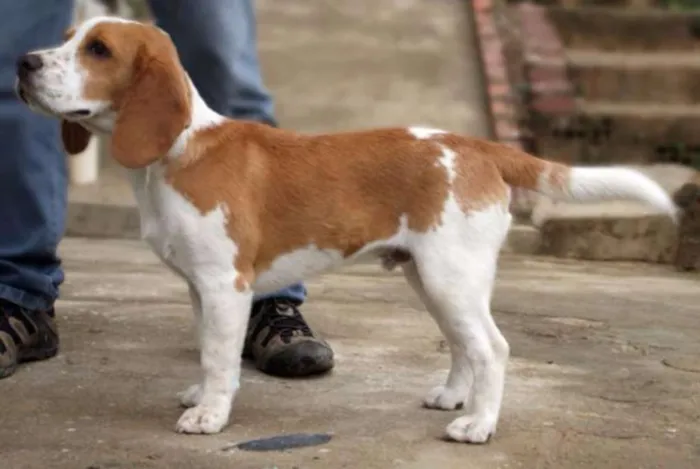 Cachorro ra a BEAGLE idade 6 ou mais anos nome LUTERO