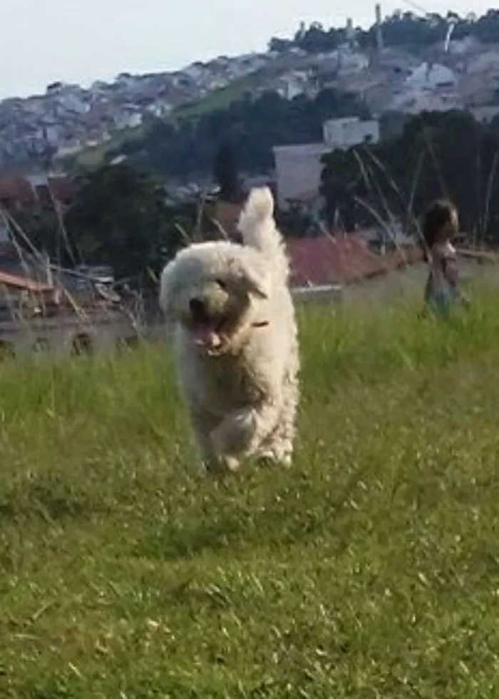 Gato ra a parecido com pudo mais é sem raça  idade 1 ano nome polly