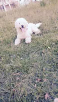 polly