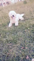 polly