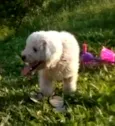 polly