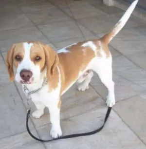 Cachorro raça BEAGLE idade 6 ou mais anos nome LUTERO
