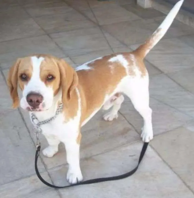 Cachorro ra a BEAGLE idade 6 ou mais anos nome LUTERO
