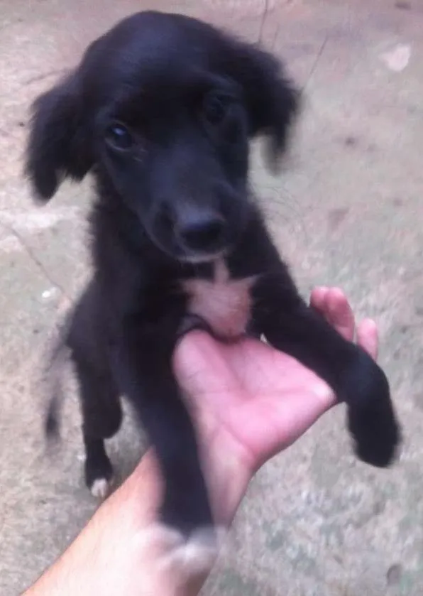 Cachorro ra a Vira-Lata idade 2 a 6 meses nome Sem nome