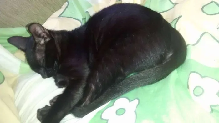 Gato ra a  idade 2 a 6 meses nome Sem nome
