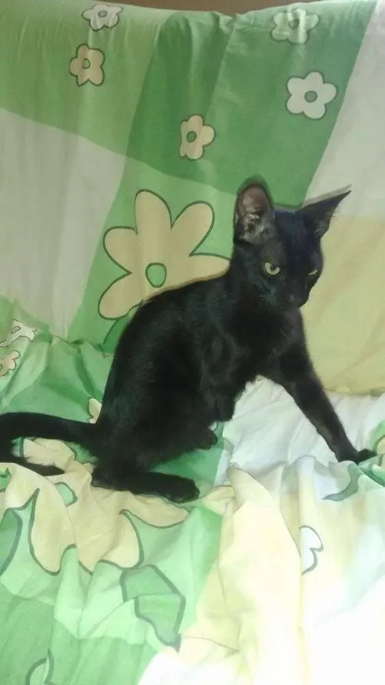 Gato ra a  idade 2 a 6 meses nome Sem nome