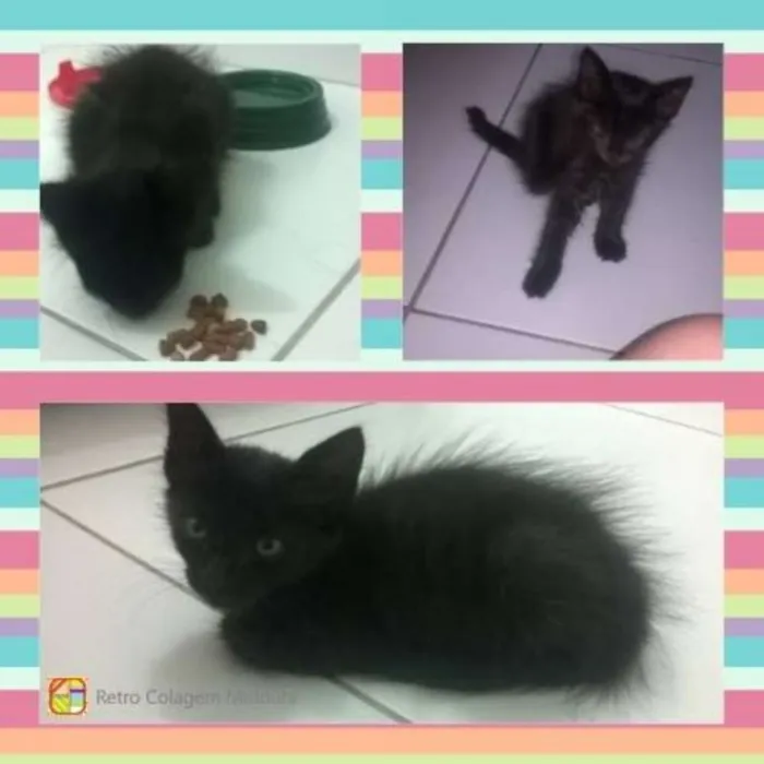 Gato ra a sem raça definida idade Abaixo de 2 meses nome lua