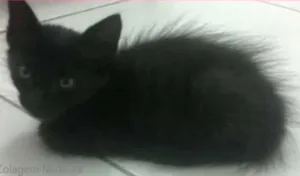 Gato raça sem raça definida idade Abaixo de 2 meses nome lua