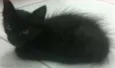 lua