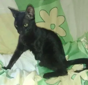 Gato raça  idade 2 a 6 meses nome Sem nome