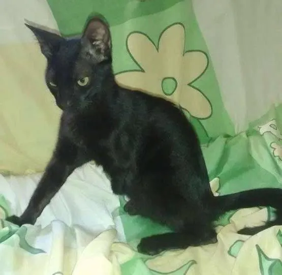 Gato ra a  idade 2 a 6 meses nome Sem nome