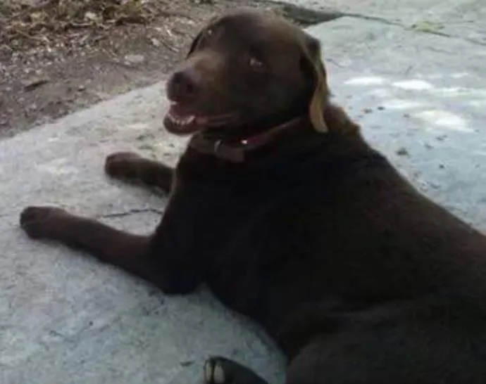 Cachorro ra a Labrador idade 6 ou mais anos nome Sheeva