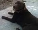 Cachorro raça Labrador idade 6 ou mais anos nome Sheeva