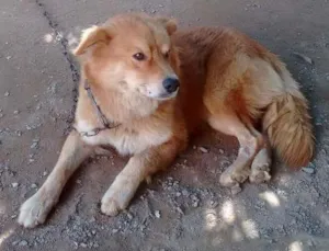 Cachorro raça Mestiço  idade 3 anos nome Bob