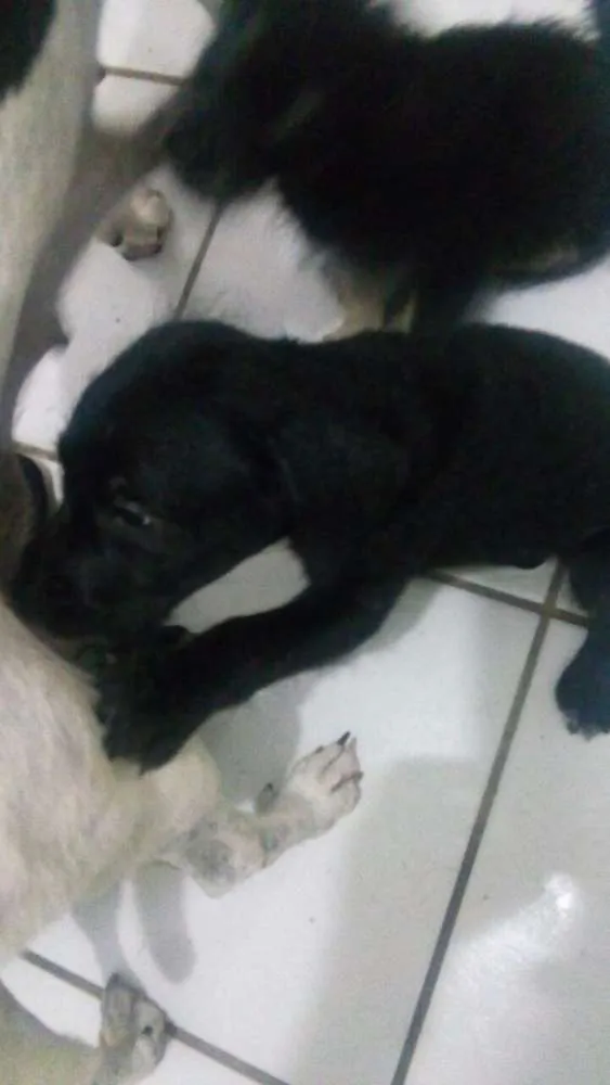 Cachorro raça mista idade 2 a 6 meses nome sem nome