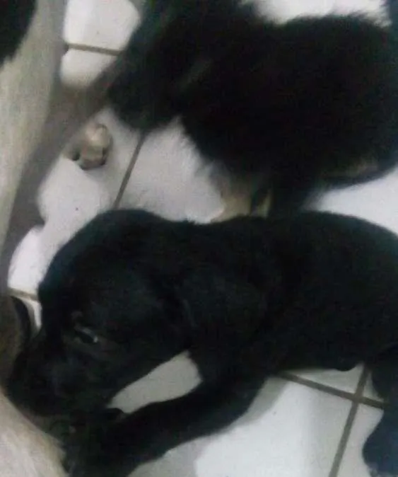 Cachorro raça mista idade 2 a 6 meses nome sem nome