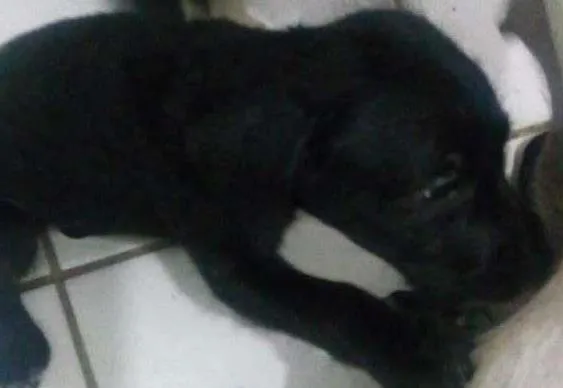 Cachorro raça mista idade 2 a 6 meses nome sem nome