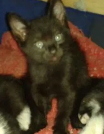 Gato raça RSD idade 2 a 6 meses nome FILHOTES