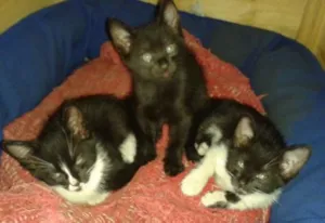 Gato raça RSD idade 2 a 6 meses nome FILHOTES