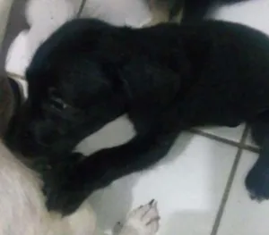 Cachorro raça mista idade 2 a 6 meses nome sem nome