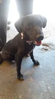 bolinha