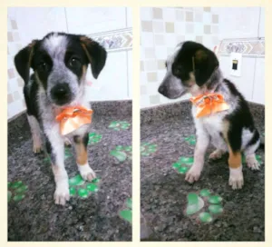 Cachorro raça Srd idade 2 a 6 meses nome Sakura