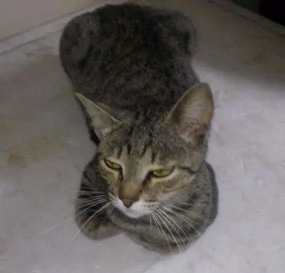 Gato ra a vira lata idade 1 ano nome lili