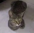 lili