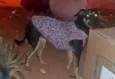 guga