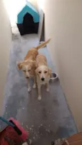 Bela e belinha