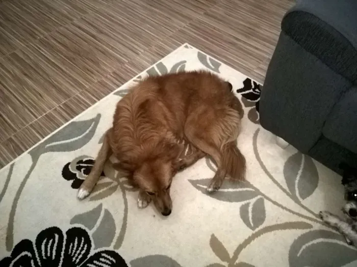 Cachorro ra a Mestiço Golden Retriever  idade 2 anos nome Romeu
