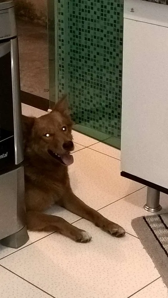 Cachorro ra a Mestiço Golden Retriever  idade 2 anos nome Romeu