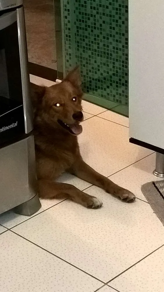 Cachorro ra a Mestiço Golden Retriever  idade 2 anos nome Romeu